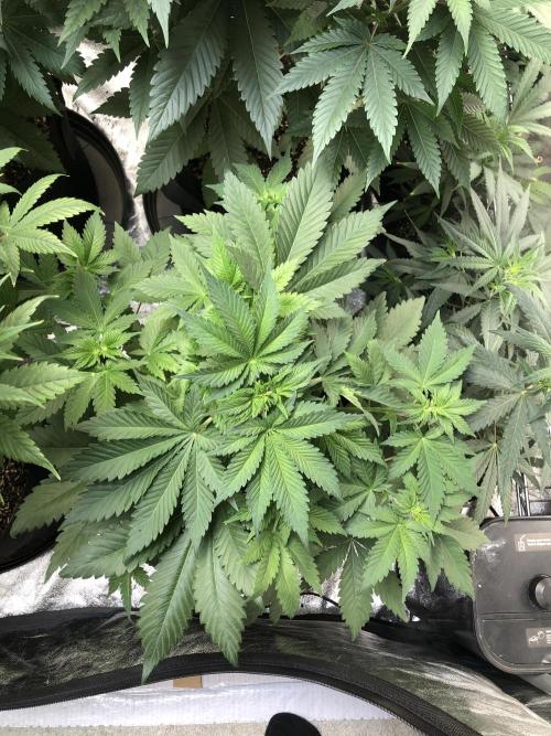 Lemonchello Haze Seedsman Indoor Summer. Week 5
