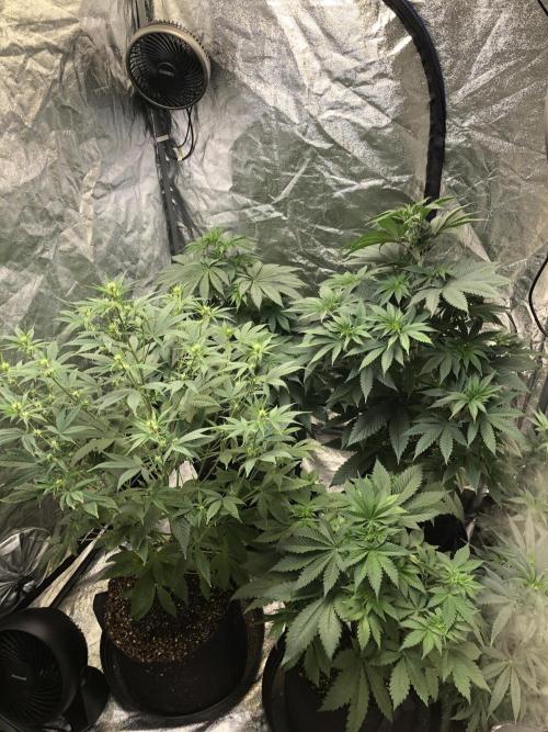 Lemonchello Haze Seedsman Indoor Summer. Week 5