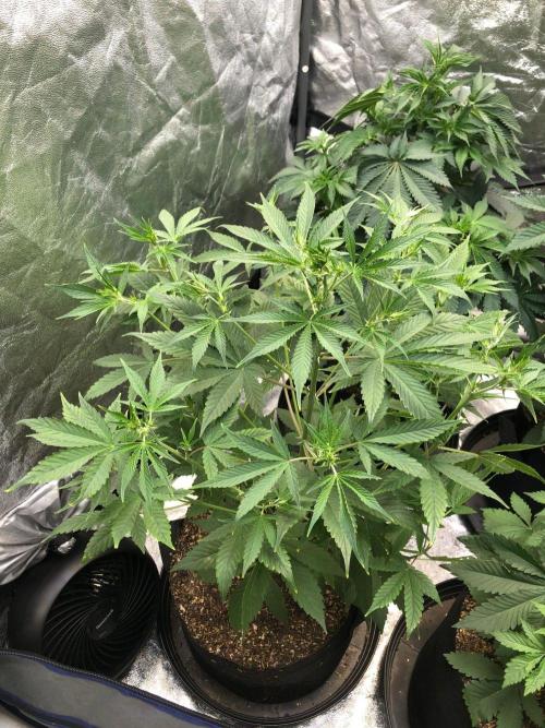 Acapulco Gold (auto) SeedSupreme Indoor. Week 6