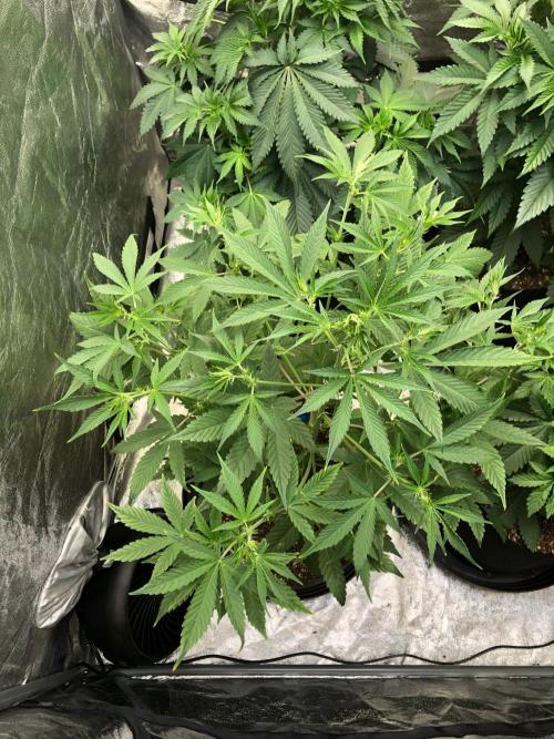 Acapulco Gold (auto) SeedSupreme Indoor. Week 6