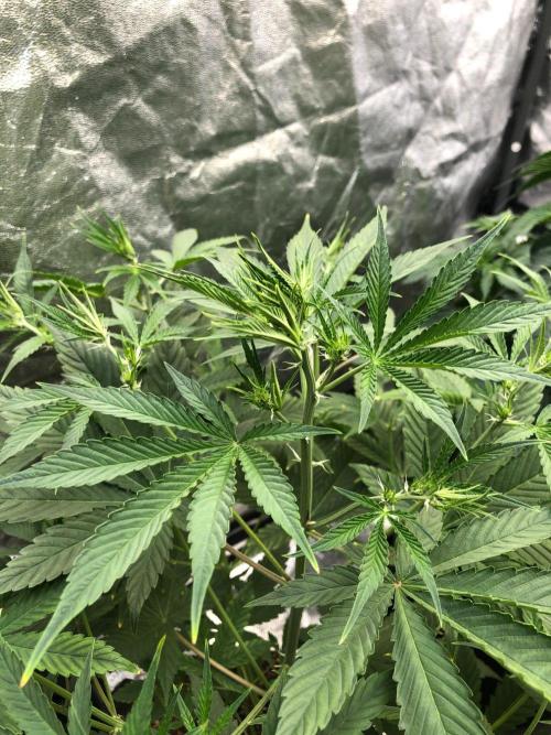 Acapulco Gold (auto) SeedSupreme Indoor. Week 6