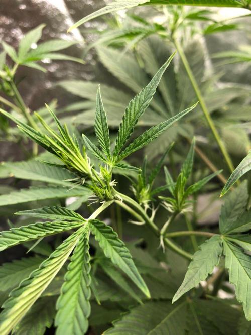 Acapulco Gold (auto) SeedSupreme Indoor. Week 6
