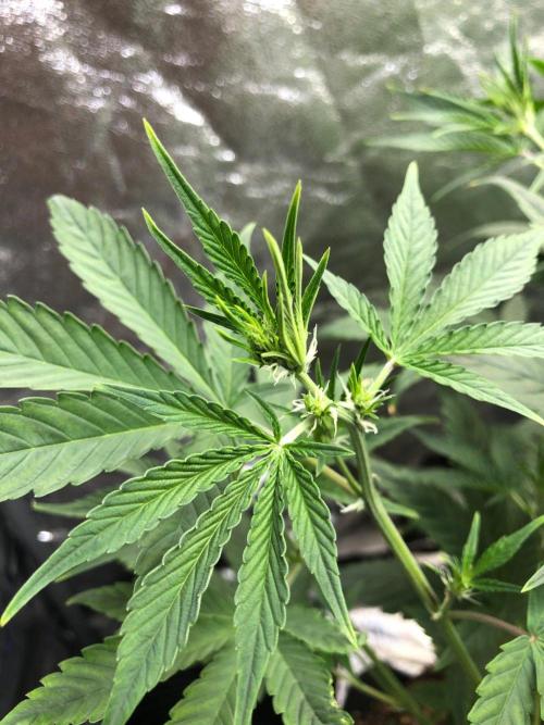 Acapulco Gold (auto) SeedSupreme Indoor. Week 6