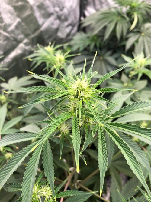 Acapulco Gold (auto) SeedSupreme Indoor. Week 6