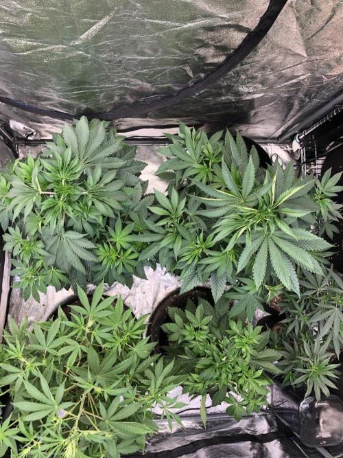 Acapulco Gold (auto) SeedSupreme Indoor. Week 6