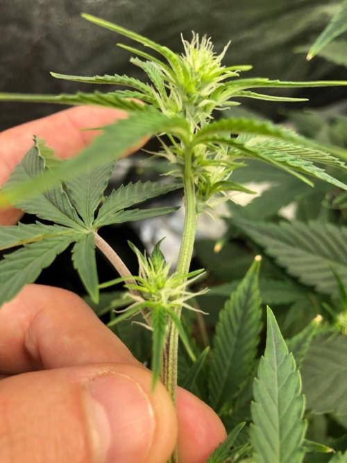 Acapulco Gold (auto) SeedSupreme Indoor. Week 6