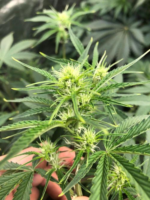 Acapulco Gold (auto) SeedSupreme Indoor. Week 6