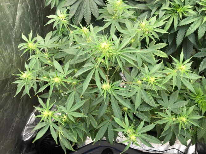 Acapulco Gold (auto) SeedSupreme Indoor. Week 6