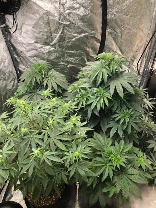 Acapulco Gold (auto) SeedSupreme Indoor. Week 6