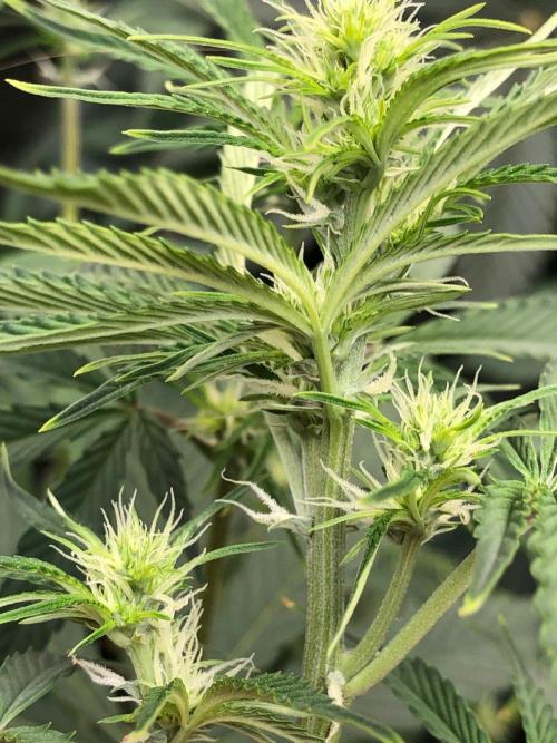 Acapulco Gold (auto) SeedSupreme Indoor. Week 6