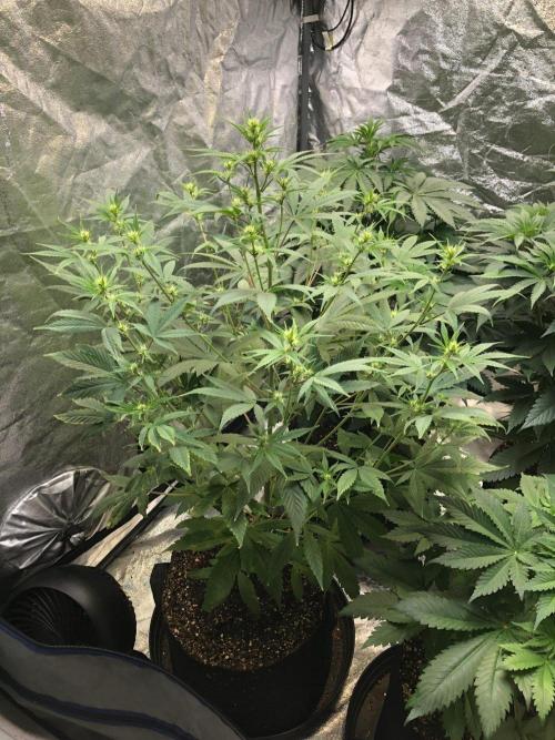 Acapulco Gold (auto) SeedSupreme Indoor. Week 6
