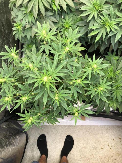Acapulco Gold (auto) SeedSupreme Indoor. Week 6