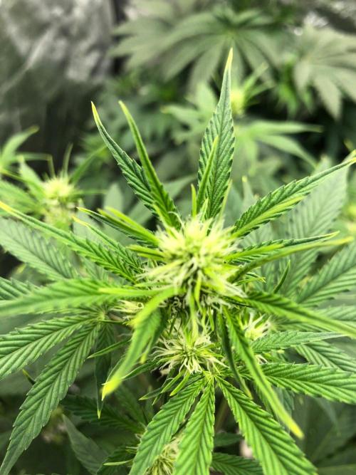 Acapulco Gold (auto) SeedSupreme Indoor. Week 6