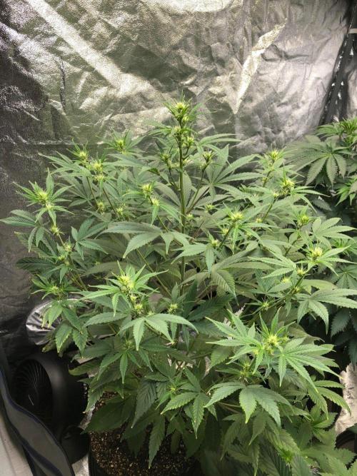 Acapulco Gold (auto) SeedSupreme Indoor. Week 6