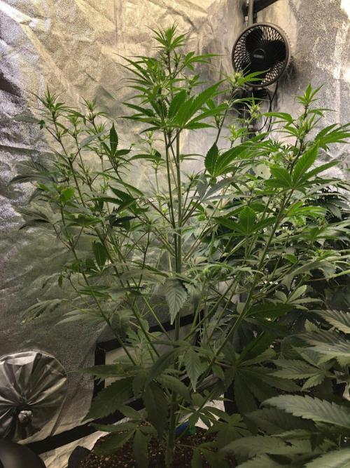 Acapulco Gold (auto) SeedSupreme Indoor. Week 6