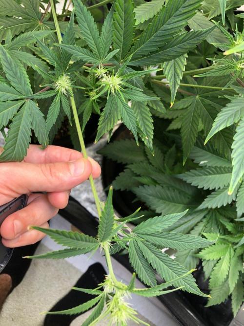 Acapulco Gold (auto) SeedSupreme Indoor. Week 6