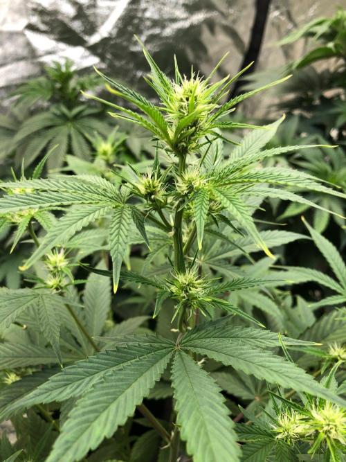 Acapulco Gold (auto) SeedSupreme Indoor. Week 6