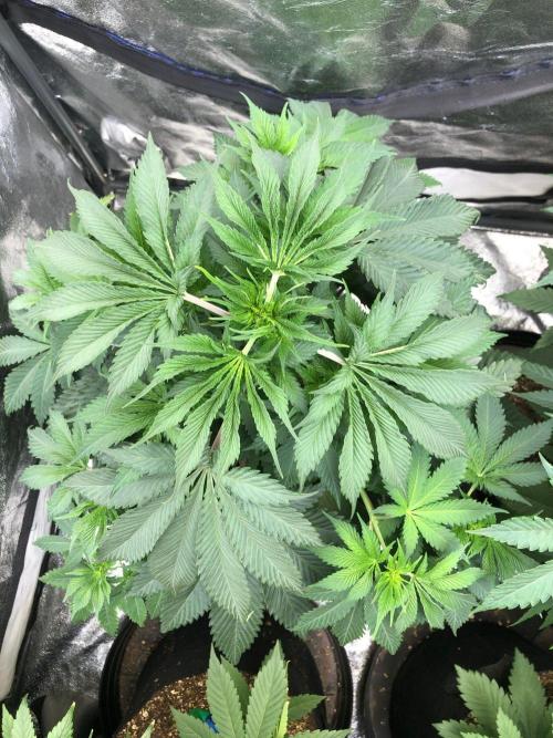 Silver Widow Kannabaia Indoor Summer. Week 6