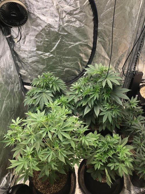 Silver Widow Kannabaia Indoor Summer. Week 6