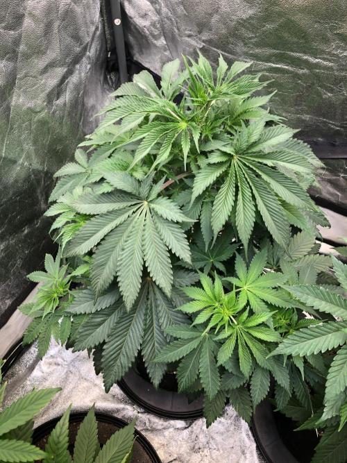 Silver Widow Kannabaia Indoor Summer. Week 6