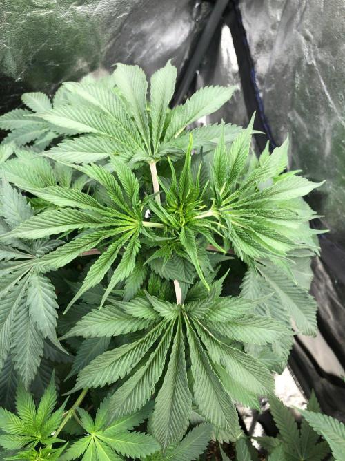 Silver Widow Kannabaia Indoor Summer. Week 6