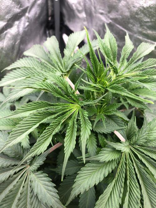 Silver Widow Kannabaia Indoor Summer. Week 6