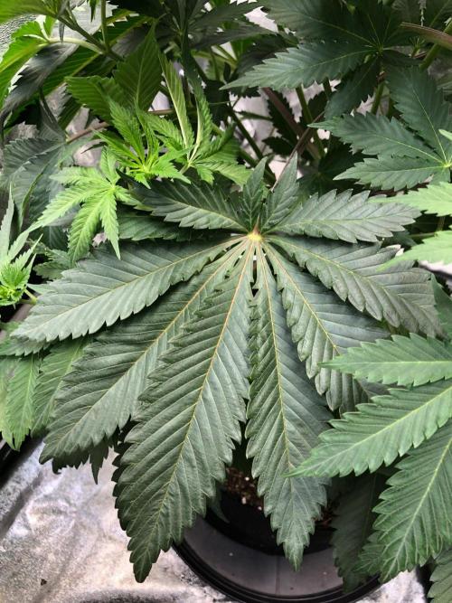 Silver Widow Kannabaia Indoor Summer. Week 6