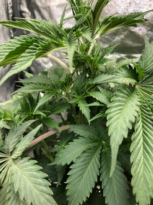 Silver Widow Kannabaia Indoor Summer. Week 6
