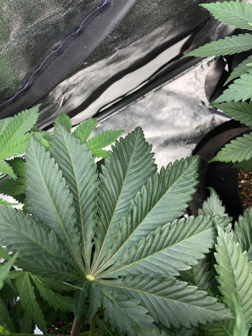 Silver Widow Kannabaia Indoor Summer. Week 6