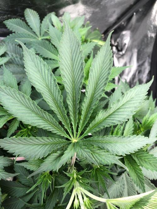 Silver Widow Kannabaia Indoor Summer. Week 6