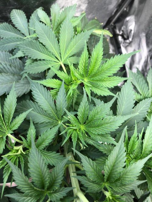 Silver Widow Kannabaia Indoor Summer. Week 6