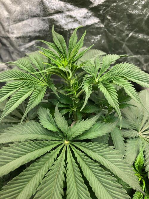 Silver Widow Kannabaia Indoor Summer. Week 6