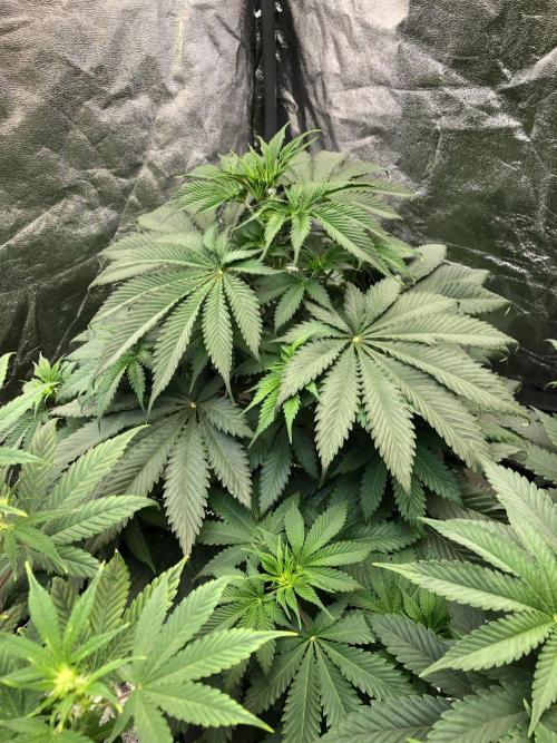 Silver Widow Kannabaia Indoor Summer. Week 6