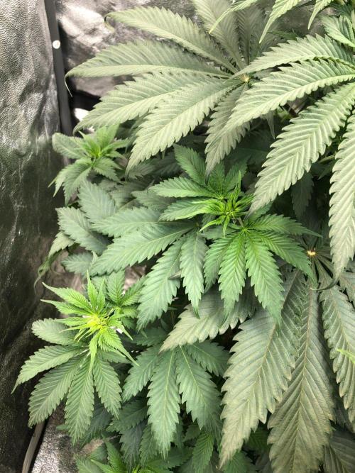 Silver Widow Kannabaia Indoor Summer. Week 6