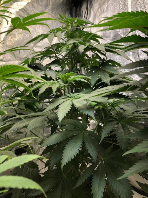 Silver Widow Kannabaia Indoor Summer. Week 6