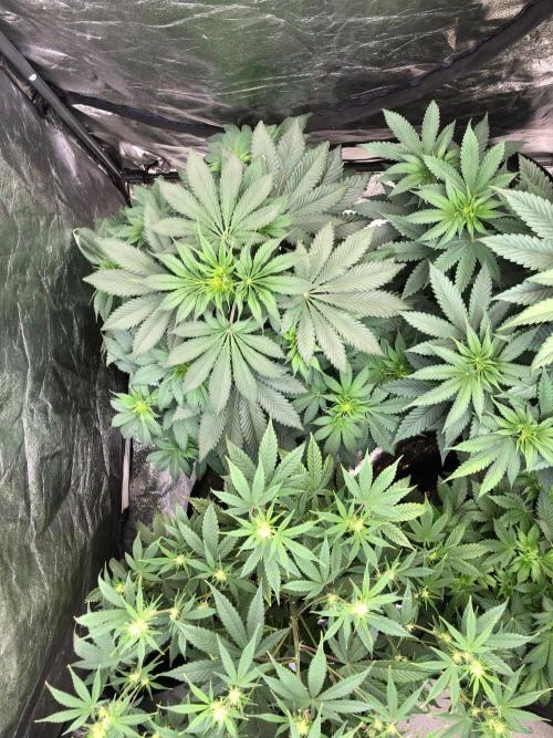 Silver Widow Kannabaia Indoor Summer. Week 6