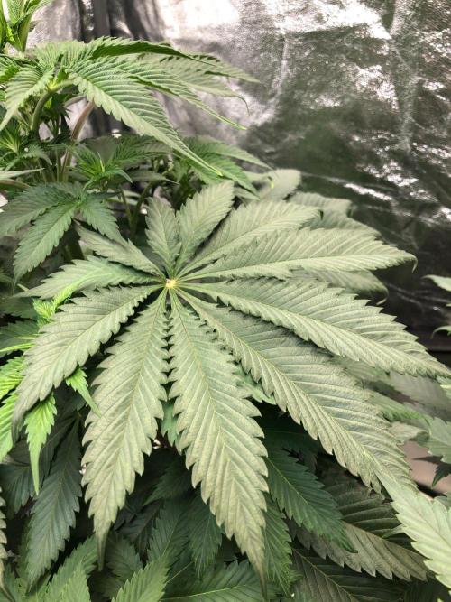 Silver Widow Kannabaia Indoor Summer. Week 6