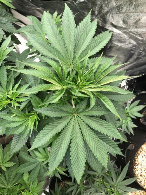 Mexican Sativa Kannabaia Indoor Summer. Week 6
