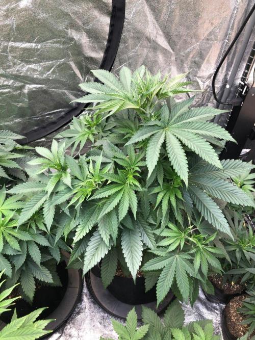 Mexican Sativa Kannabaia Indoor Summer. Week 6