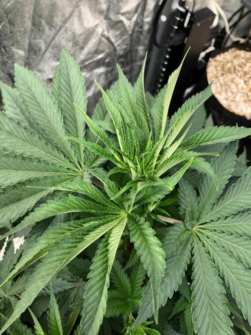 Mexican Sativa Kannabaia Indoor Summer. Week 6