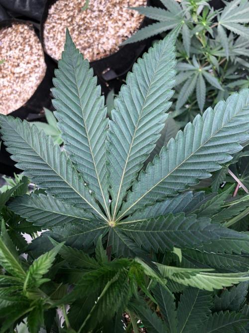 Mexican Sativa Kannabaia Indoor Summer. Week 6