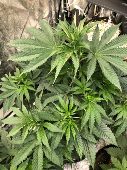 Mexican Sativa Kannabaia Indoor Summer. Week 6