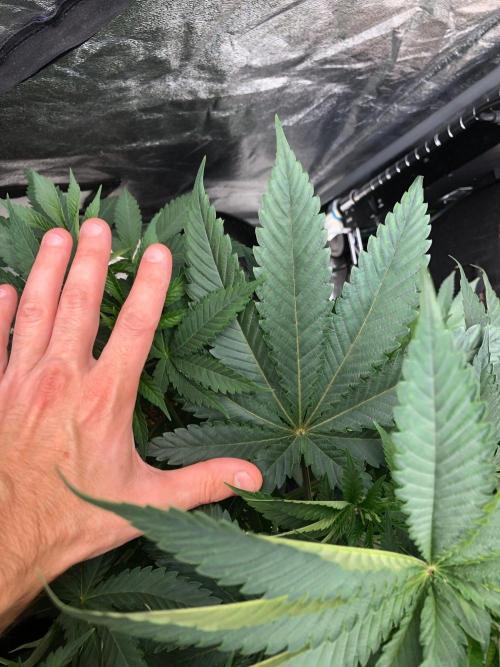 Mexican Sativa Kannabaia Indoor Summer. Week 6