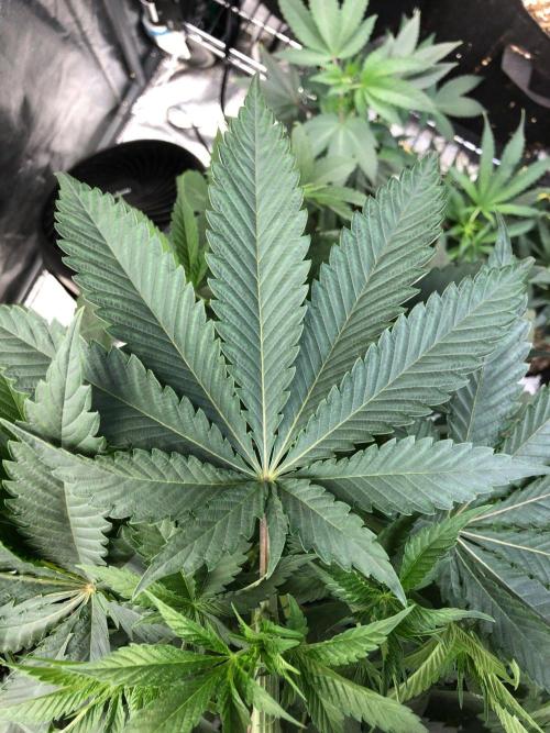 Mexican Sativa Kannabaia Indoor Summer. Week 6