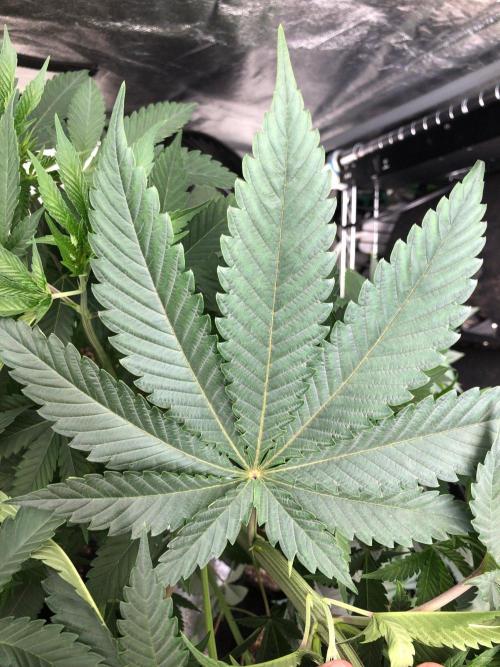 Mexican Sativa Kannabaia Indoor Summer. Week 6