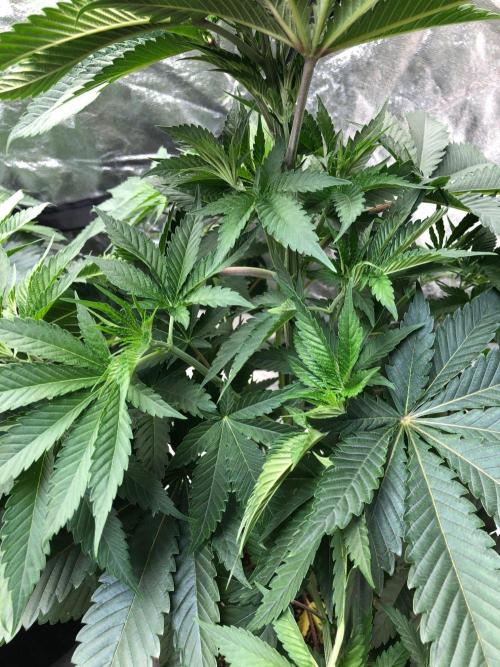 Mexican Sativa Kannabaia Indoor Summer. Week 6
