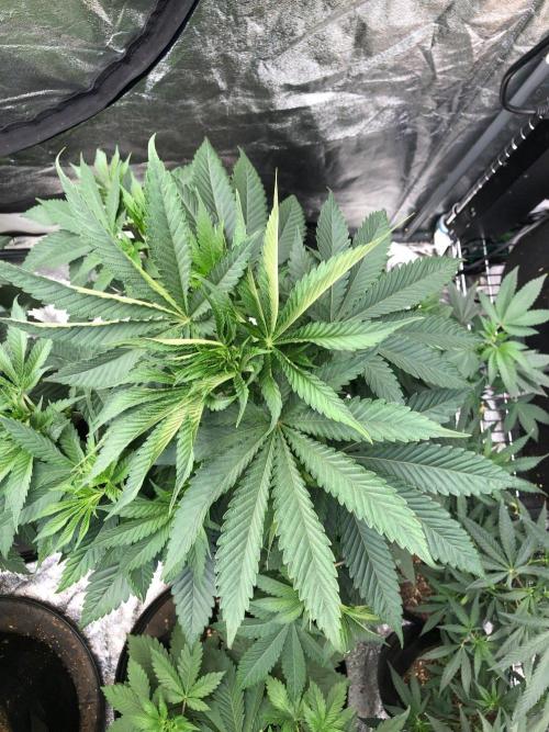 Mexican Sativa Kannabaia Indoor Summer. Week 6