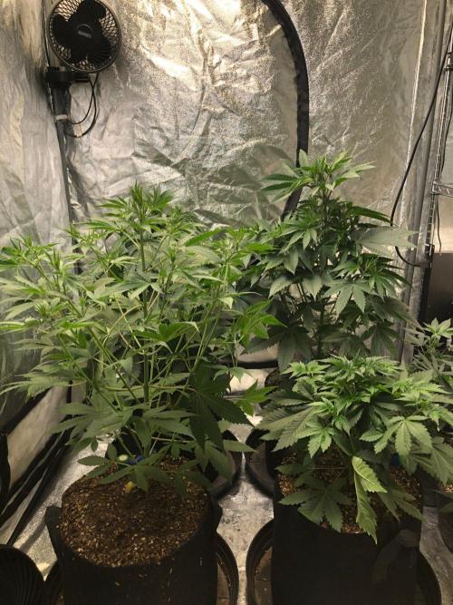 Mexican Sativa Kannabaia Indoor Summer. Week 6