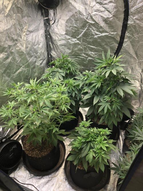 Mexican Sativa Kannabaia Indoor Summer. Week 6