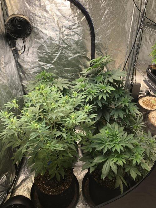 Mexican Sativa Kannabaia Indoor Summer. Week 6